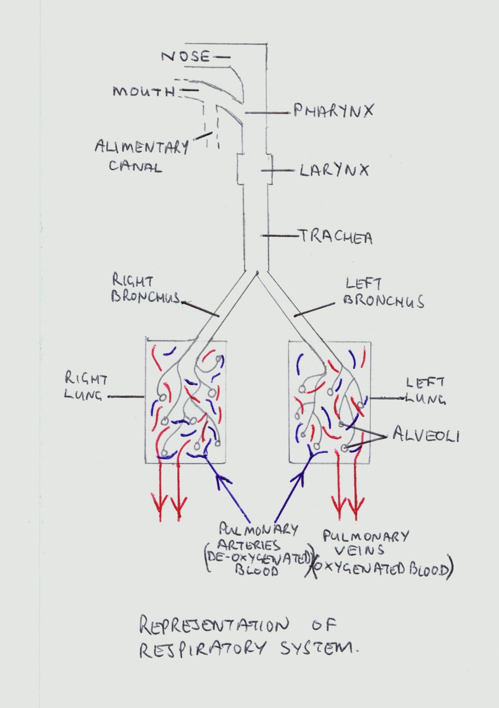 Lungs - The Respiratory System | HubPages