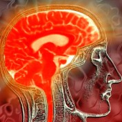 Brain Memory profile image