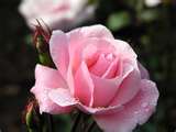 light pink garden rose