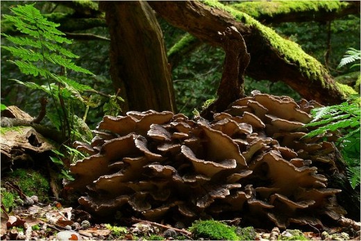 I love this picture of Maitake in its natural setting.  Fungi are so amazing, and this one used as an herb seems to show very promising results.