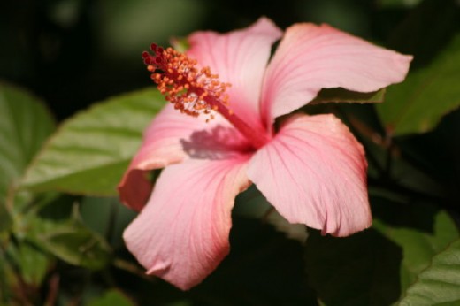 An hibiscus in full bloom