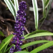 GardenGuru profile image