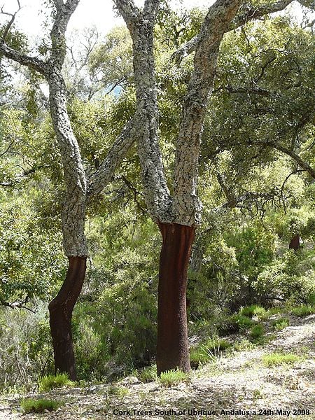Cork oaks that have been harvested for their bark