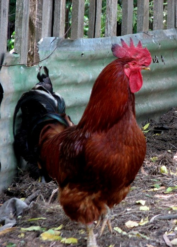 This rooster shows several classic characteristics: the large comb and wattles, upright stance, direct stare, long neck (hackle) feathers, lean look, and sickle-shaped tail feathers.