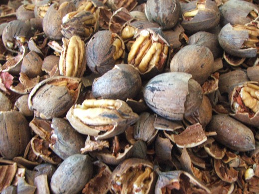 Shelled, Raw Pecans Keep Well If Properly Stored