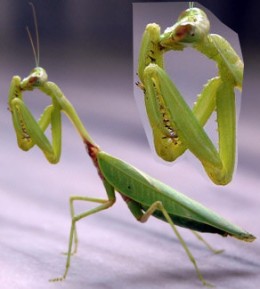 https://usercontent2.hubstatic.com/4193805_f260.jpg