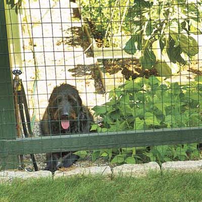 If you opt to put a fence around your garden, make sure that it is tall enough that your dog or other animals cannot jump into the garden.