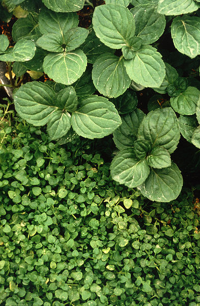 the larger leaves on top are the peppermint