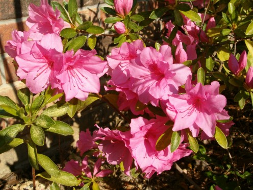 These pink azaleas in bloom were a sight to see in their season!  They grew along the side of the house where there was limited sun in the day, and bloomed well anyway.  Photo taken in NW Texas.