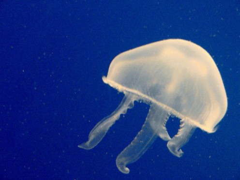 Jellyfish Transparent Disks Of Beach Life | hubpages