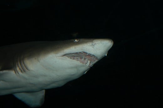 Recent shark attacks in Egypt might have been done by an oceanic whitetip shark.