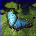 Butterfly Food: What Butterflies Eat