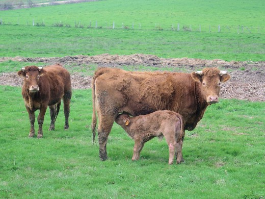 Limousin cattle rear their calves in the fields