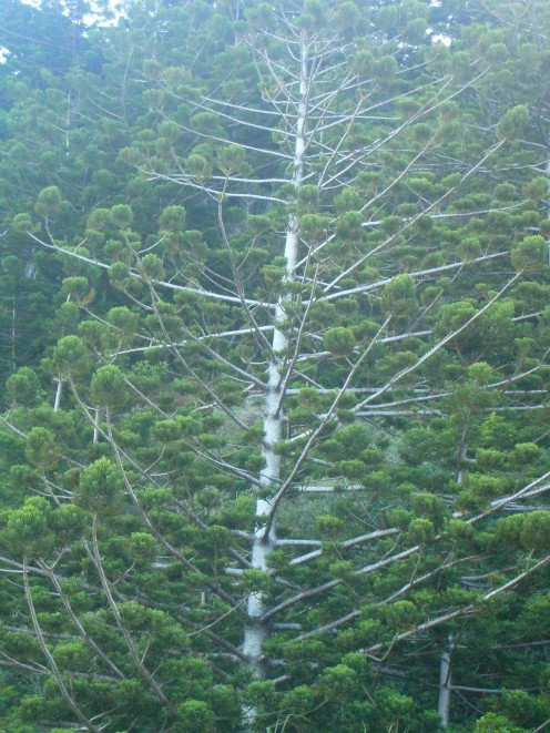 Strange Pines