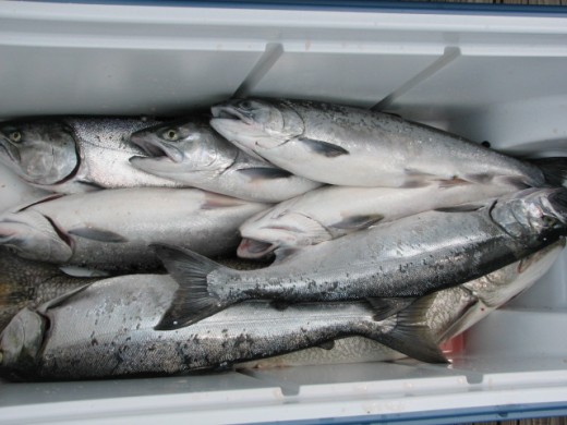 Filling up the freezer and feeding many friends