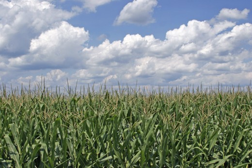 A corn field in Ohio