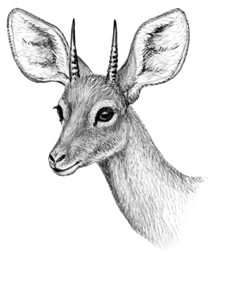 Beira Antelope