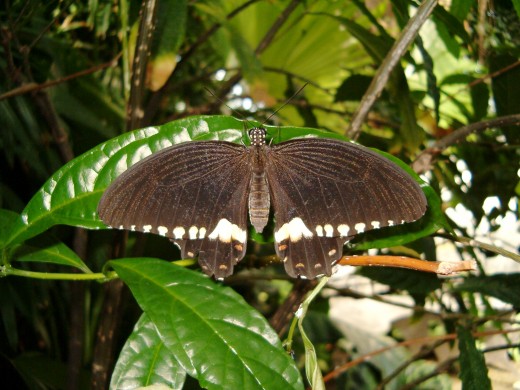 Male Common Mormon Butterfly