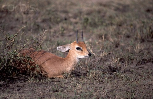 Steinbok Antelope