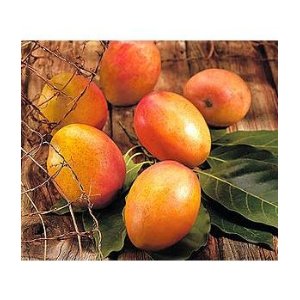 fresh mangos