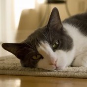 catgenie profile image