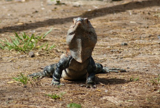 Be ready to see different types of creatures.  Here is a black ignuana, commonly called a garrobo in Costa Rica.  Have your camera ready.