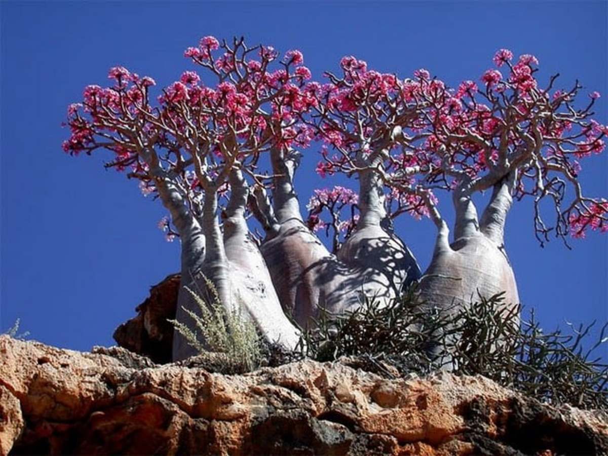 Socotra Island the Most Exotic Nature and Wildlife in the Earth