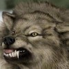 Wolfbrother profile image