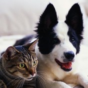 Wellness Pet Food profile image