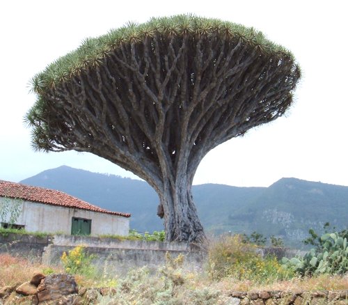 Dragon Tree in Los Realejos