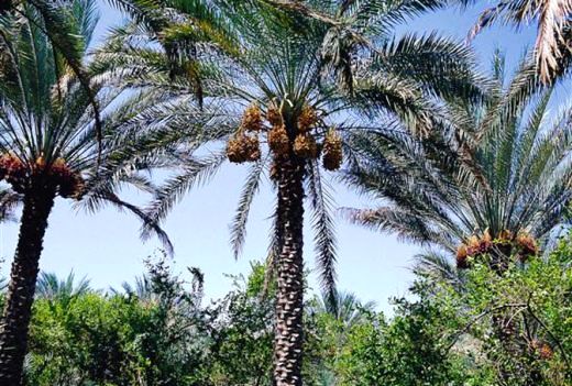 Date Palm Trees waiting to be harvested