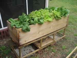 Lettuce Box with a variety of home-grown lettuce