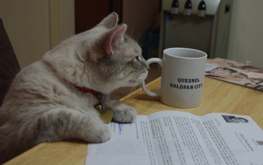 What did the staff say about Vet appointments?