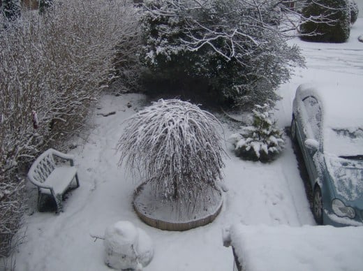 Snow covered garden.