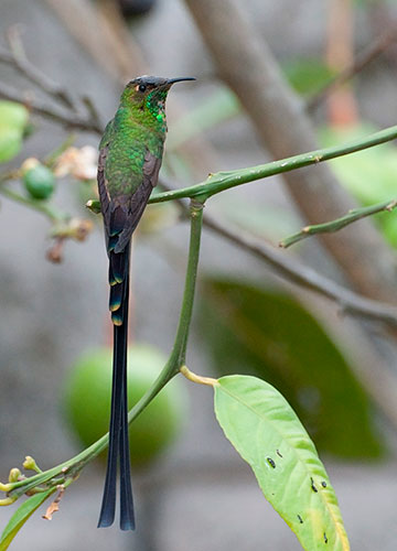 Black-tailed Trainbearer (Lesbia victoriae)