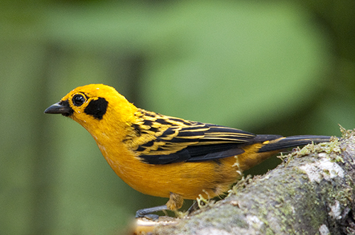 Golden Tanager (Tangara arthus)