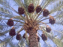 Date Palm Clusters