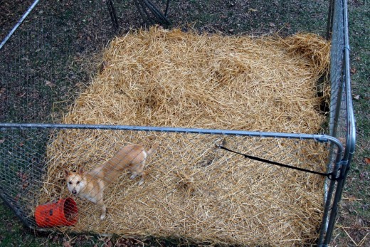 The weather cleared up enough today for me to finally spread the new straw around Busa's kennel.