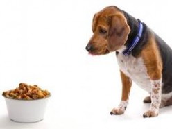 Foods Toxic to Dogs and Cats