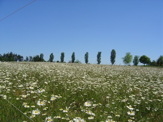 The landscape is beautiful. This photo was taken at Videix Lake, near the nautical centre