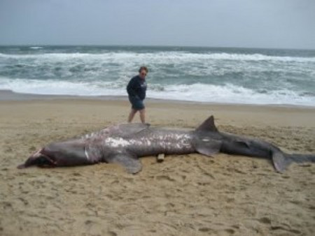 This is an actual picture of the shark! It's a good thing Dragan was drunk!