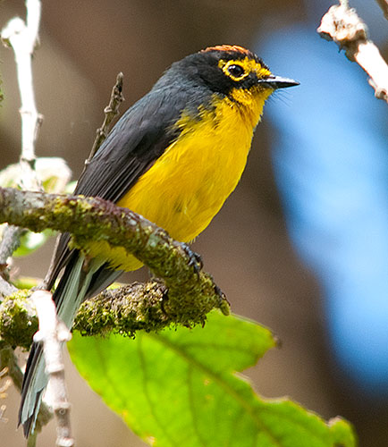 Spectacled Whitestart