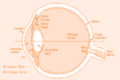 Illustration of the human eye