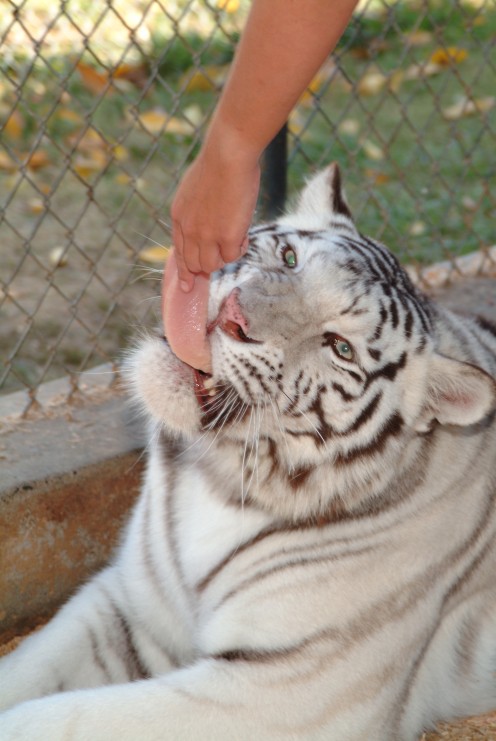 Having hands on interaction with the big cats staying in the medical exhibits, was just one area of practical experience required to work in zoo management. 