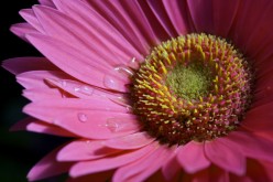 Quick Plant Care Guides: Growing Gerbera Daisies