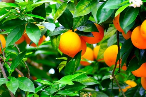 Buy Citrus Trees Online.