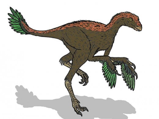  Illustration of Protarchaeopteryx, a feathered dinosaur, by Conty.