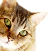 Cat Training profile image