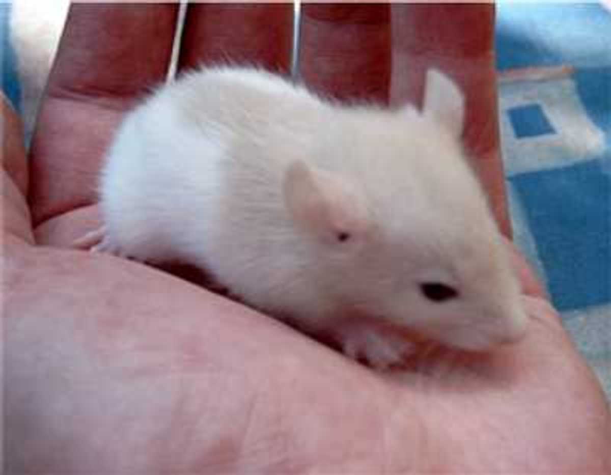 Baby mice care information