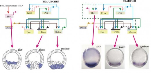 A gene regulatory network sub-circuit that is conserved between sea urchins and sea stars